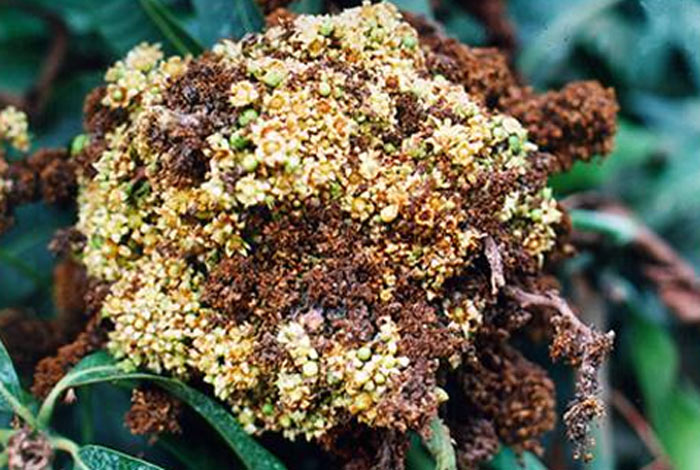 how to treat mango tree bunch disease.