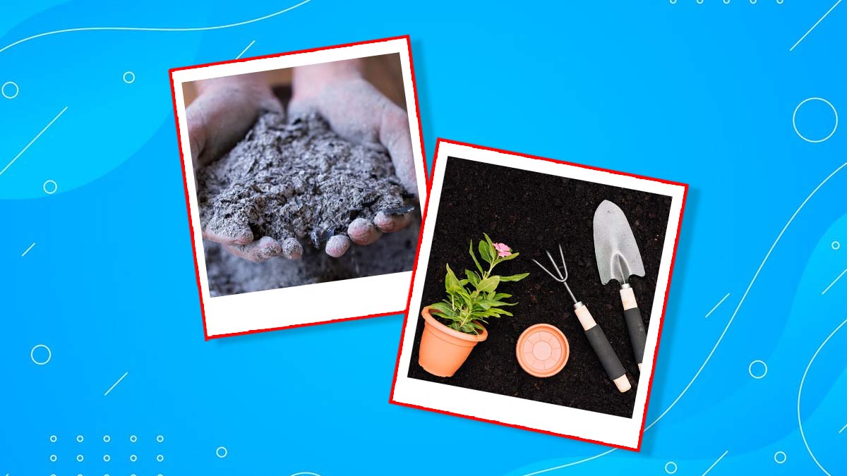 Home Gardening: पौधों में लकड़ी की राख डालने से क्या होता है? 