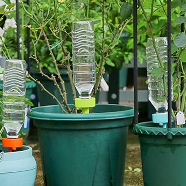 how to water plants while away for  months