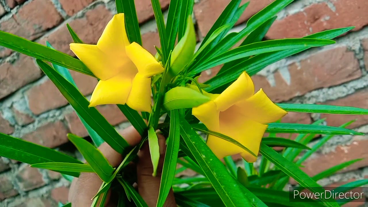 is it good to keep kaner plant at home