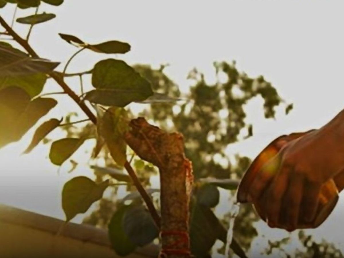 is it good to offer water to peepal tree