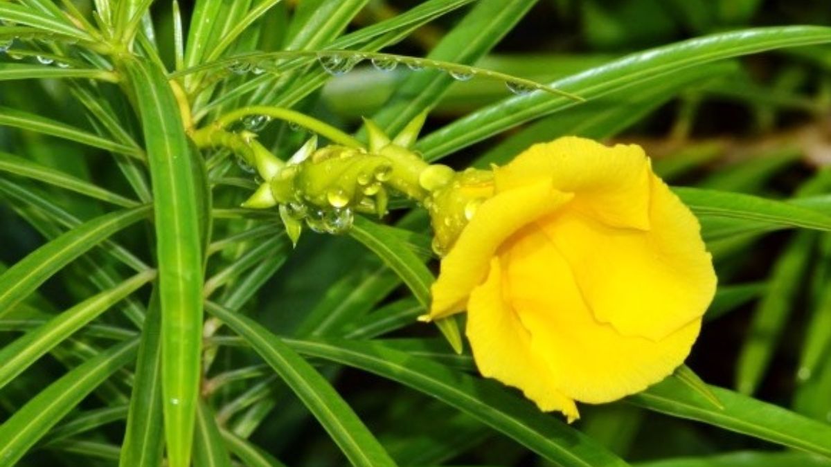 is it ok to keep kaner plant at home