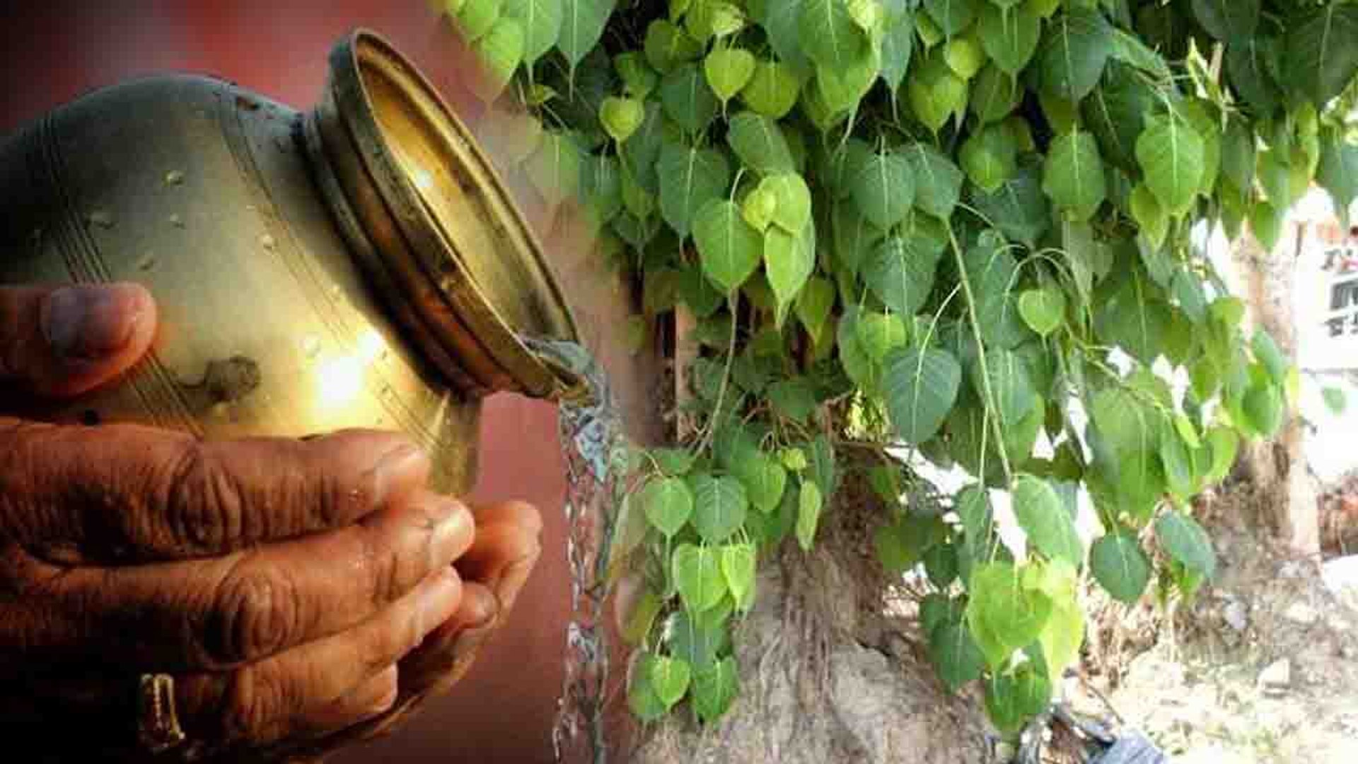 is it ok to offer water to peepal tree