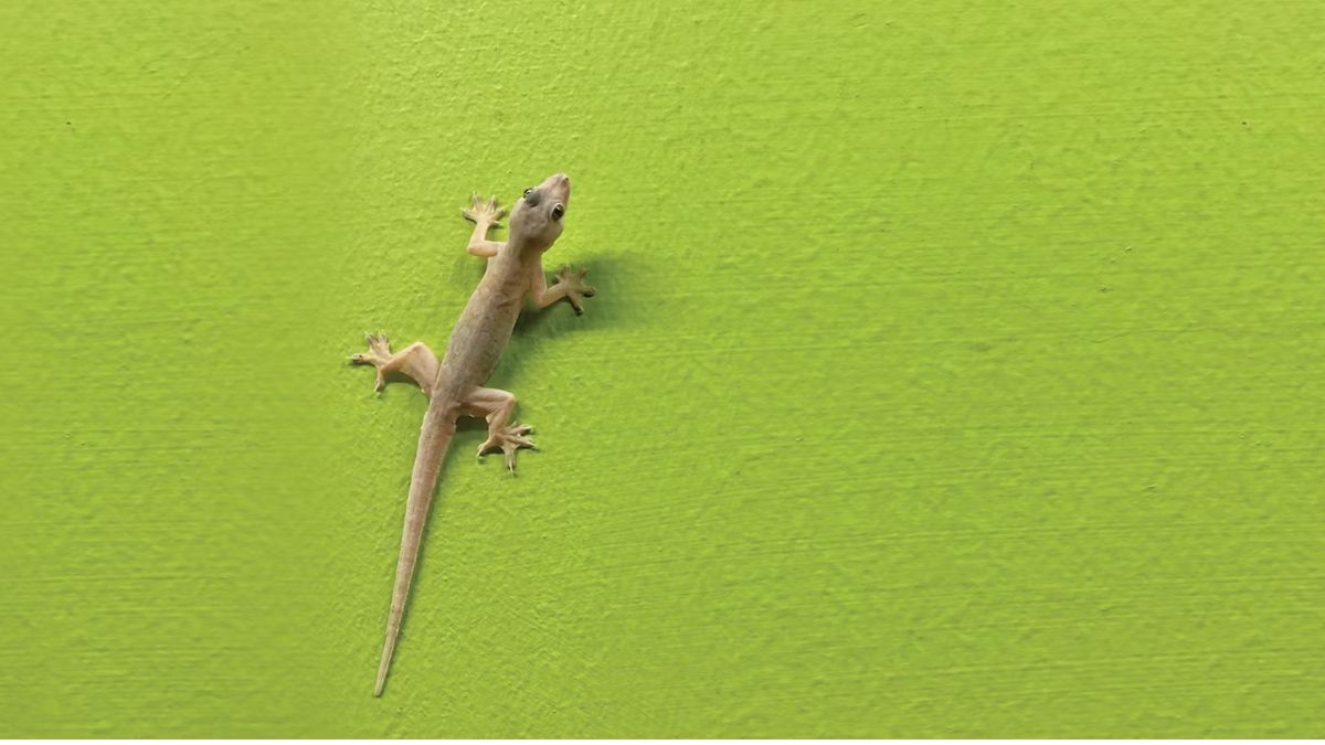 क्या घर में छिपकली का बच्चे देना होता है शुभ? what does lizard giving