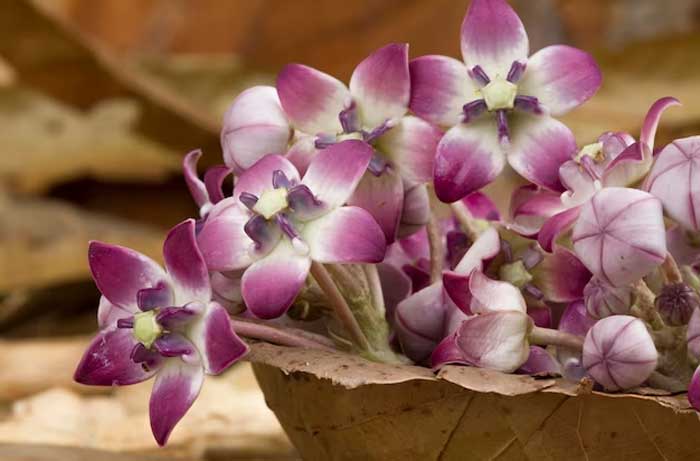 maa laxmi puja vidhi