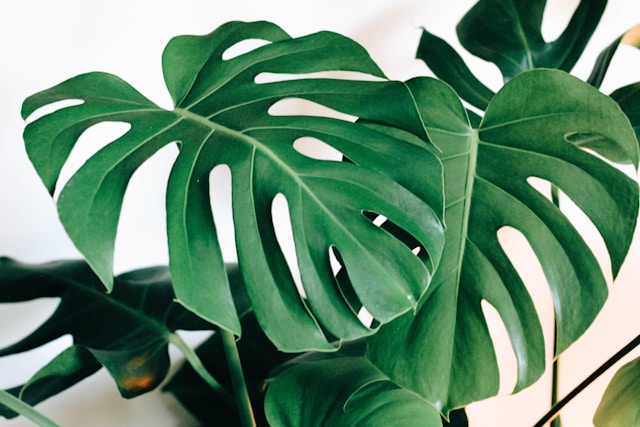 monstera leaves