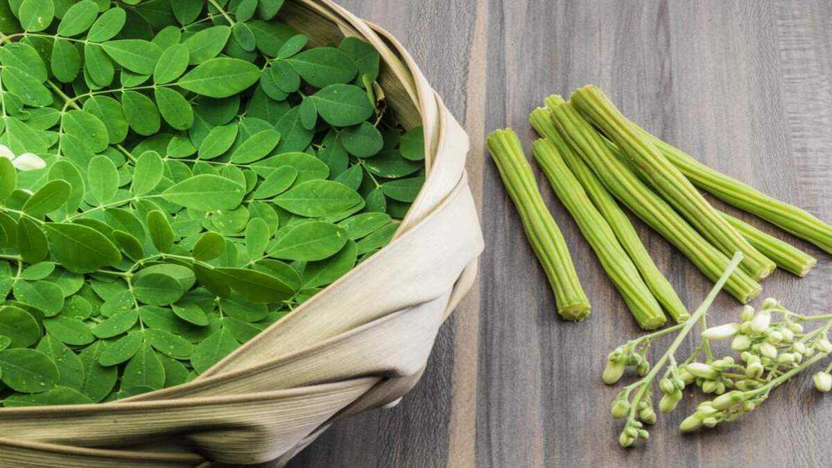 moringa uses