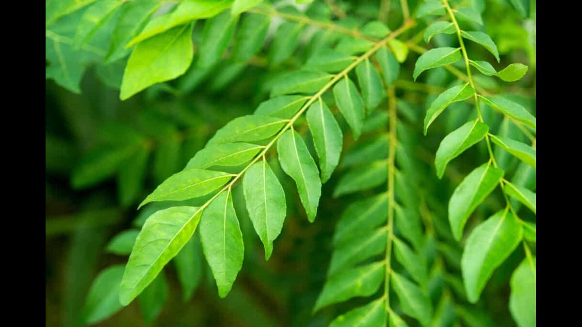 on empty stomuch curry leaves   Copy