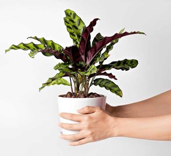 pet friendly plant rattlesnake