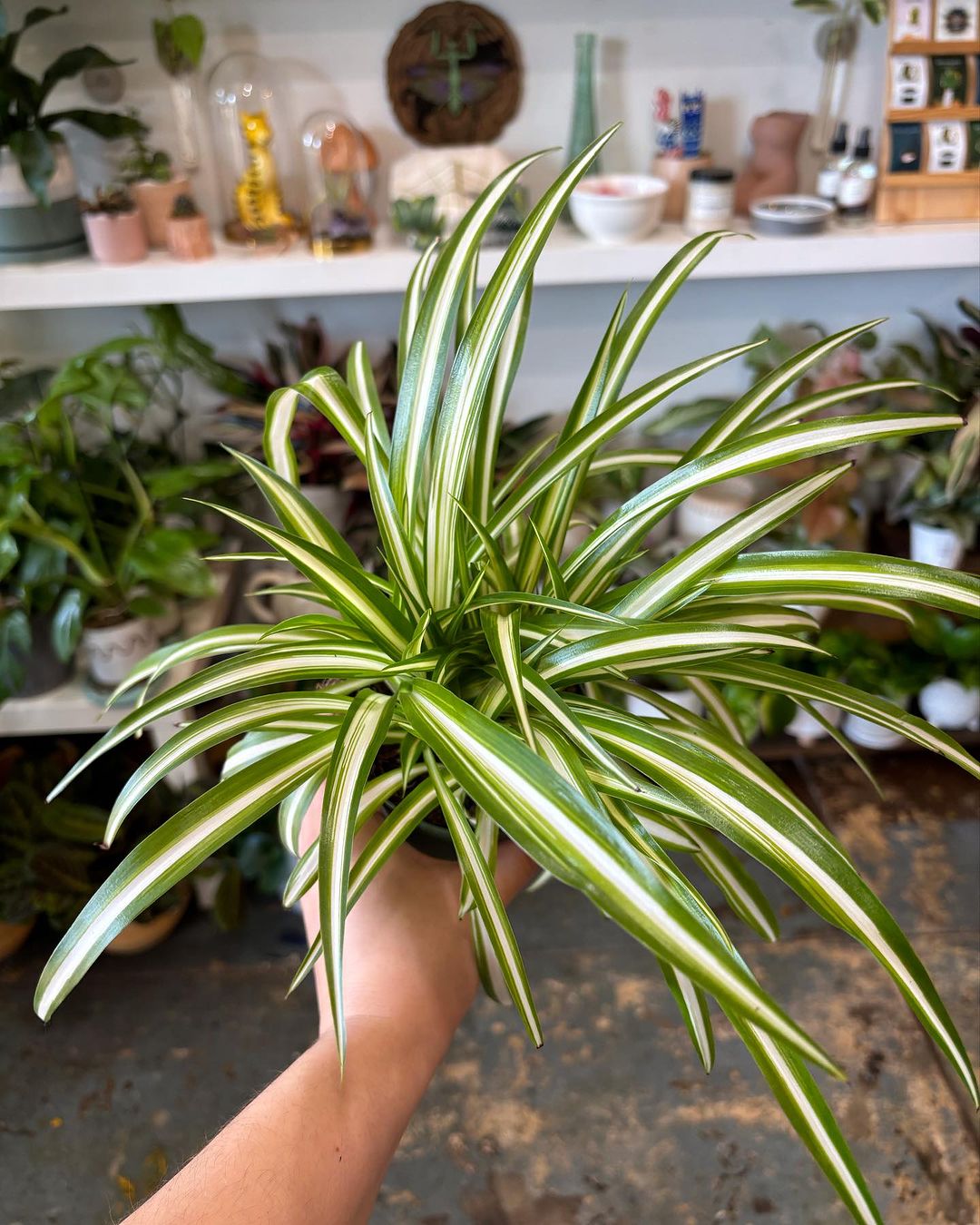 pet friendly plant spider