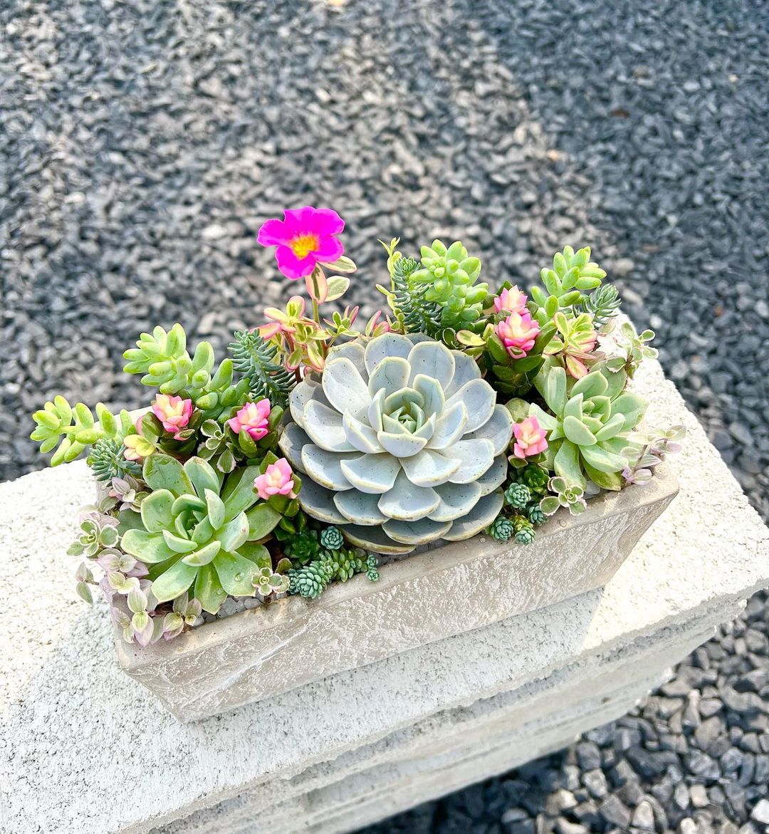 pet friendly plant succulent