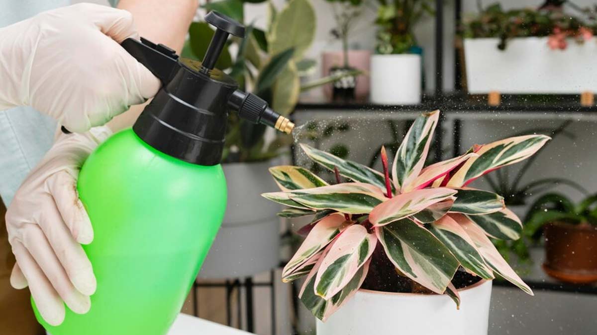 5 Tips To Easily Clean Plants At Home
