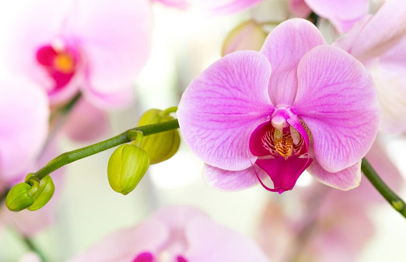 potted plant Orchid
