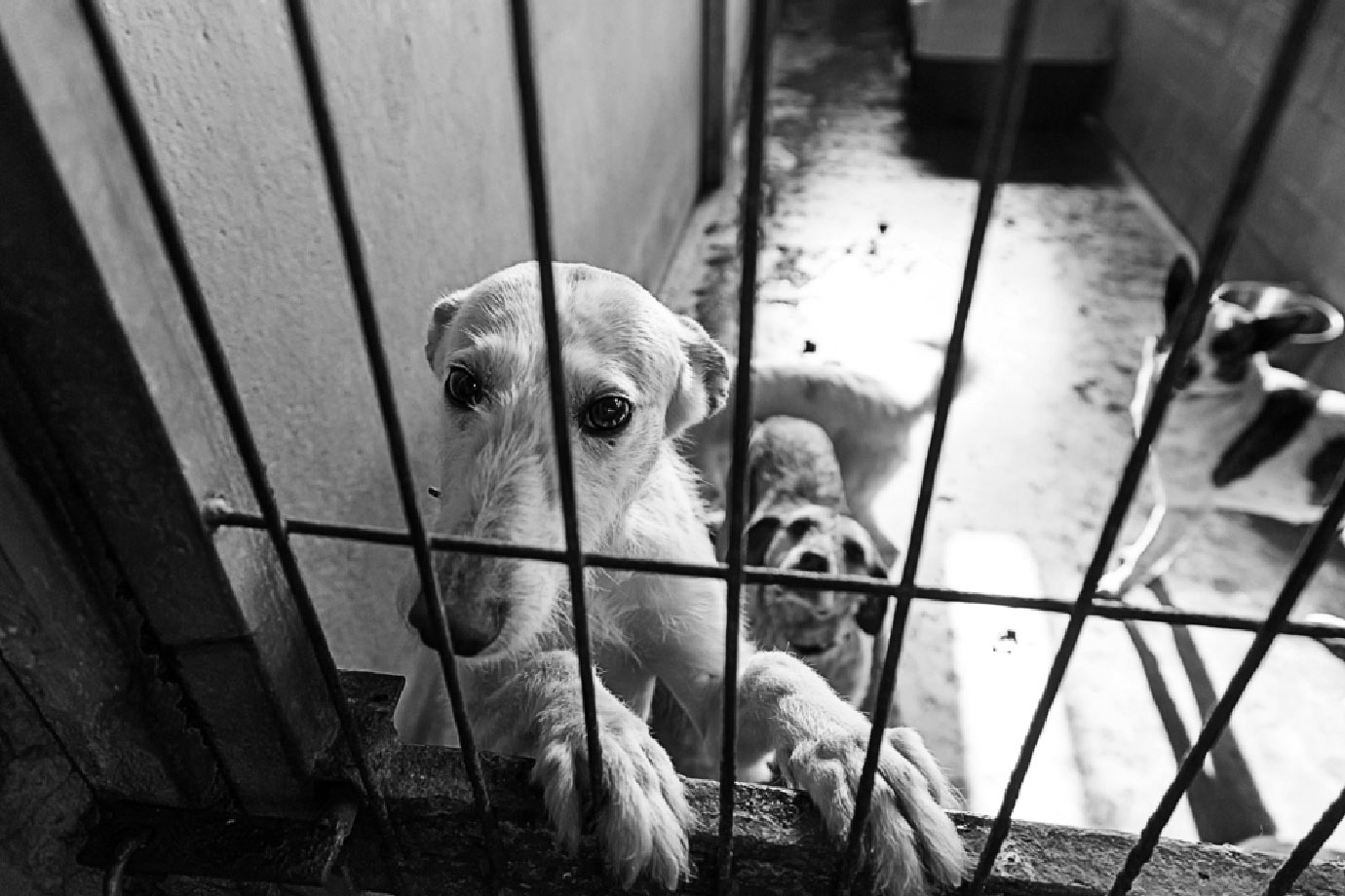 psychological aspect animal cruelty