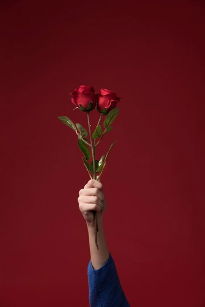 rose day significance and history in hindi