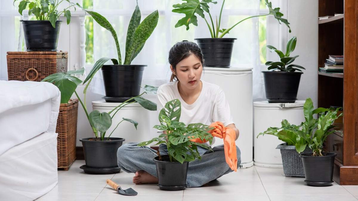 Indoor plants that can help boost your mood and overall vibe | - Times of  India