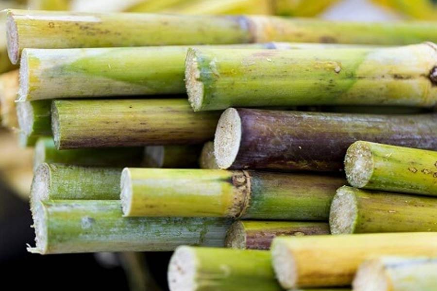 sugarcane research
