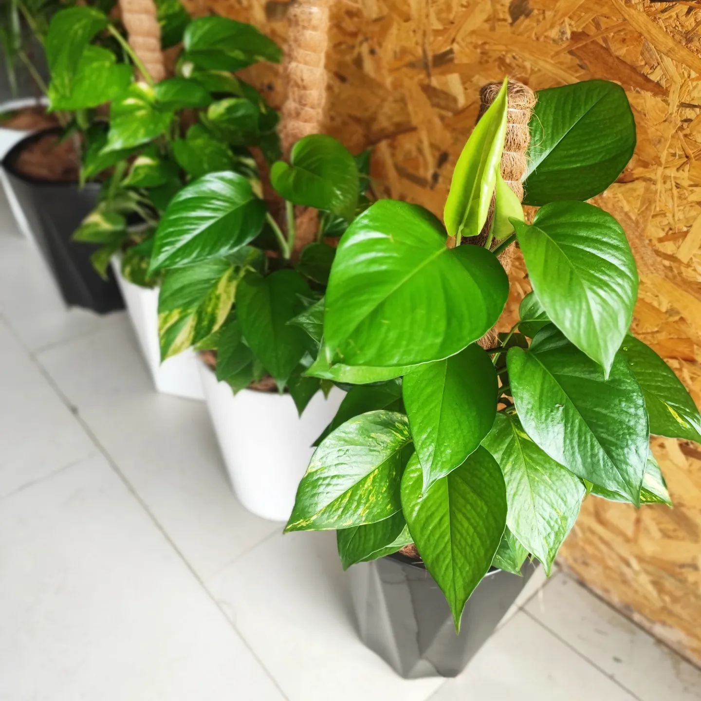 tall indoor Golden Pothos
