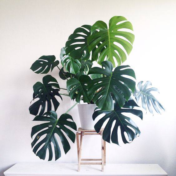 tall indoor Monstera