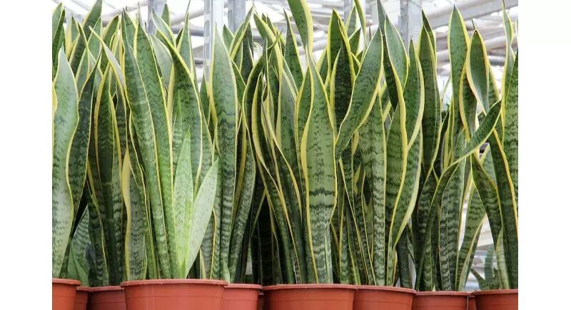 tall indoor Snake Plant