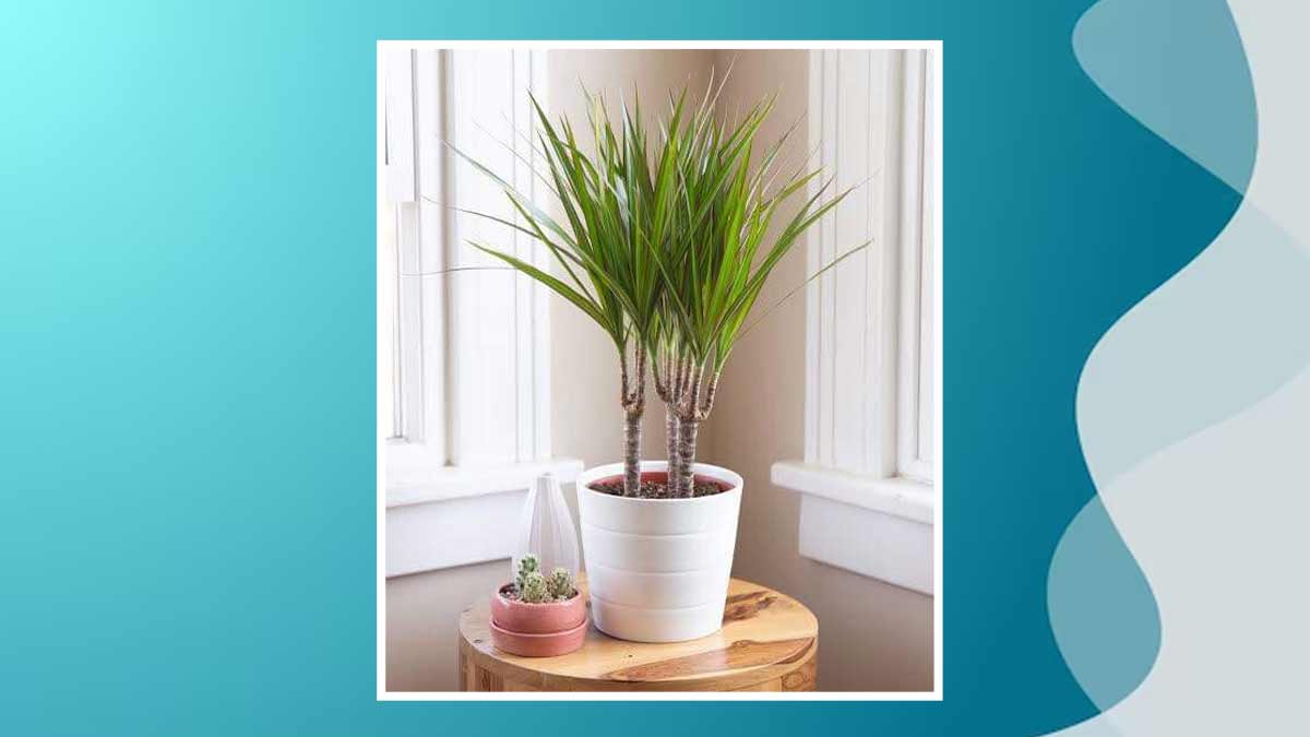 5 Low-Maintenance Indoor Plants That Grow Tall And Spruce Up Your Space