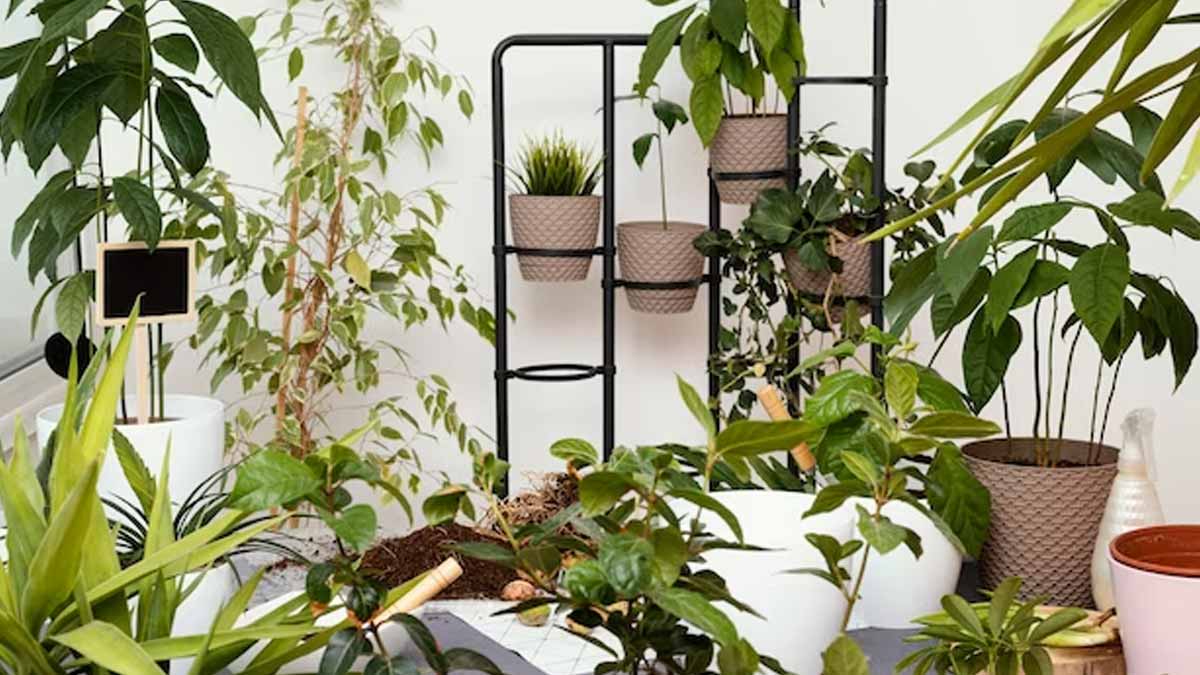 High Rise Greens: Transform Your Balcony With Tall Plant Wonders