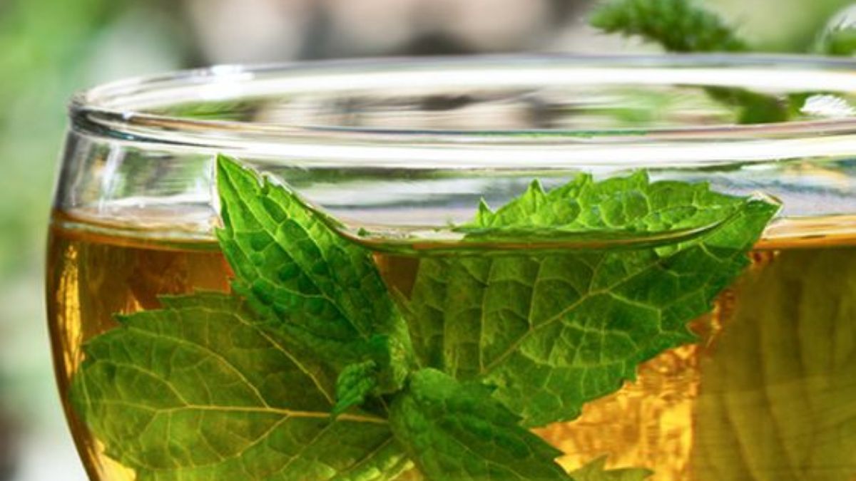 best-green-tea-brands-in-india-a-tea-riffic-way-to-kickstart-your-day