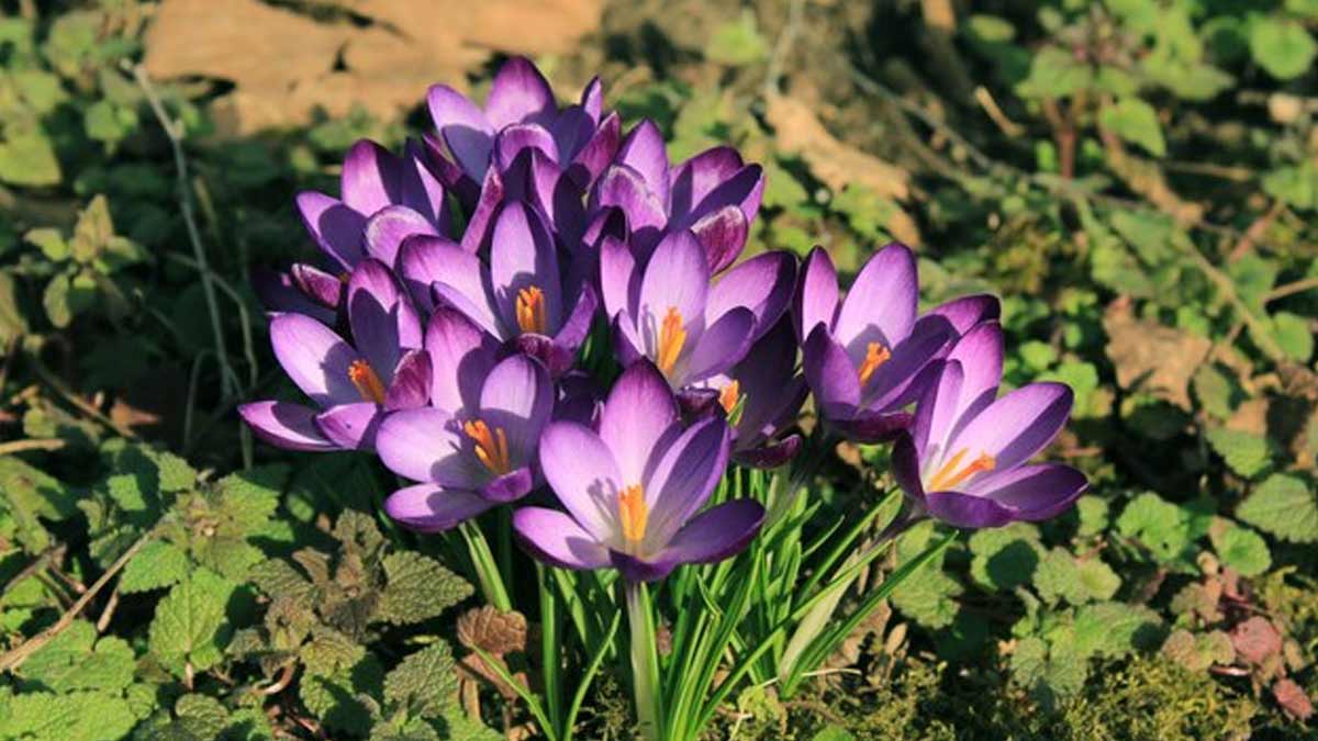 Outdoor Flowering Plants: 6 Best Spring Flowers To Plant In Your Garden 