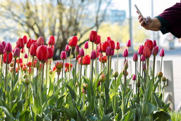tulip festival  ticket price time  online booking