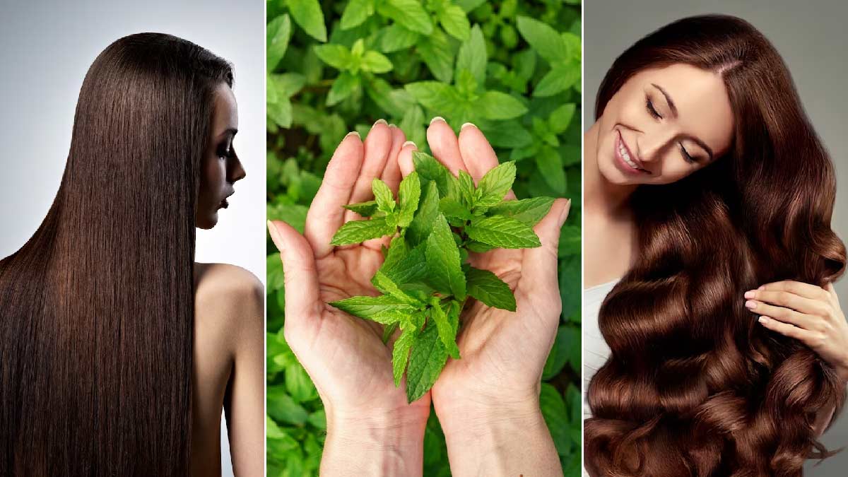 Hair Care Tips बालों के लिए तुलसी के 7 फायदे जानें Tulsi Hair Care