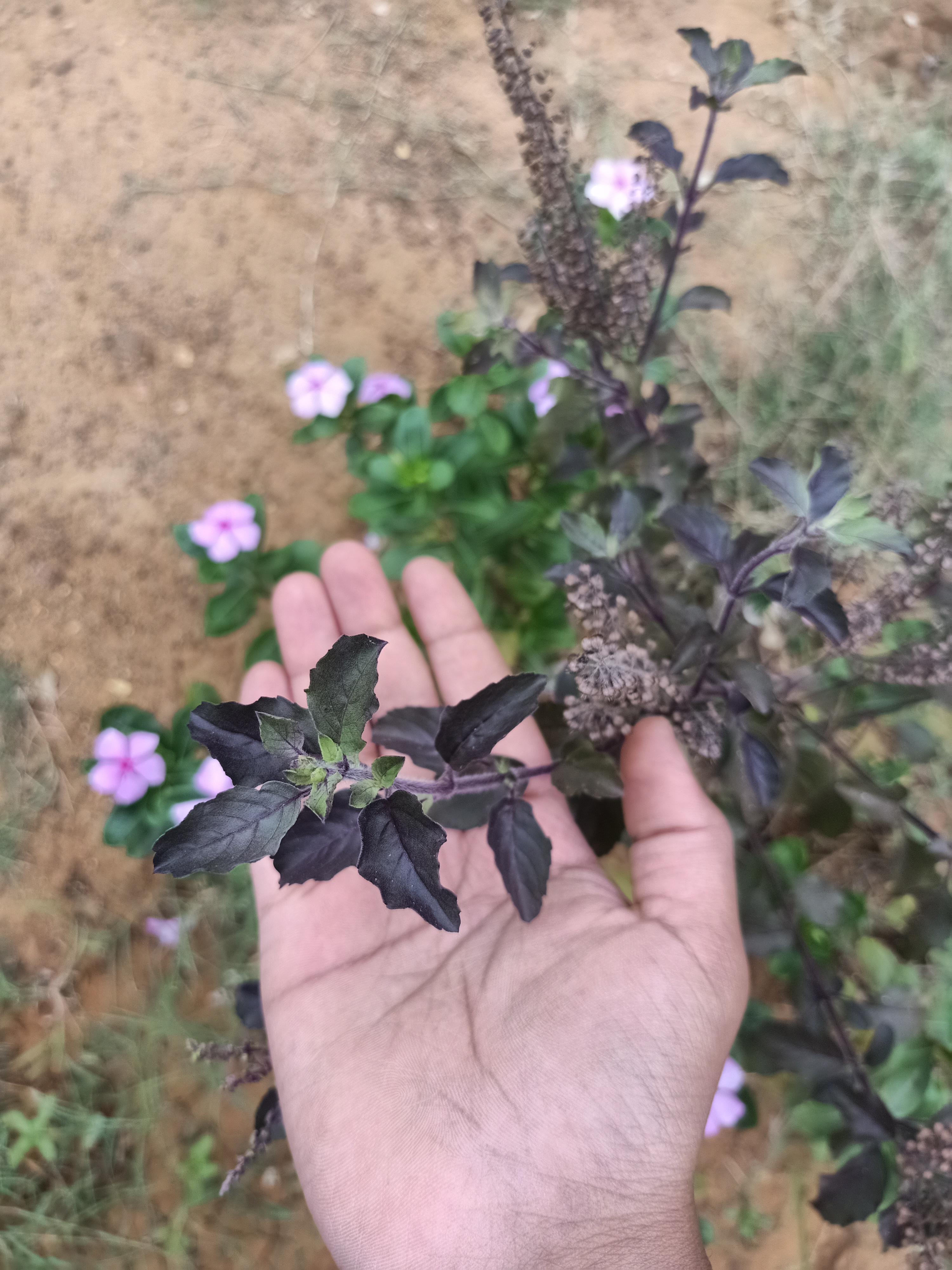 tulsi ke kale padne ka kya sanket hai