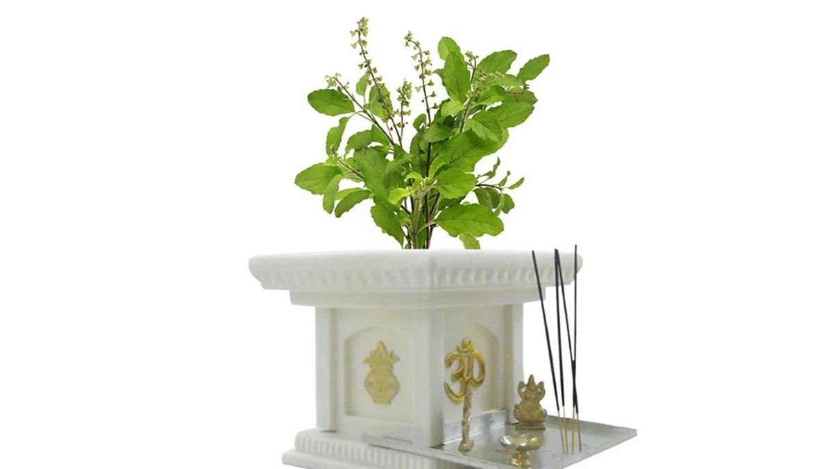 tulsi plant astro tips