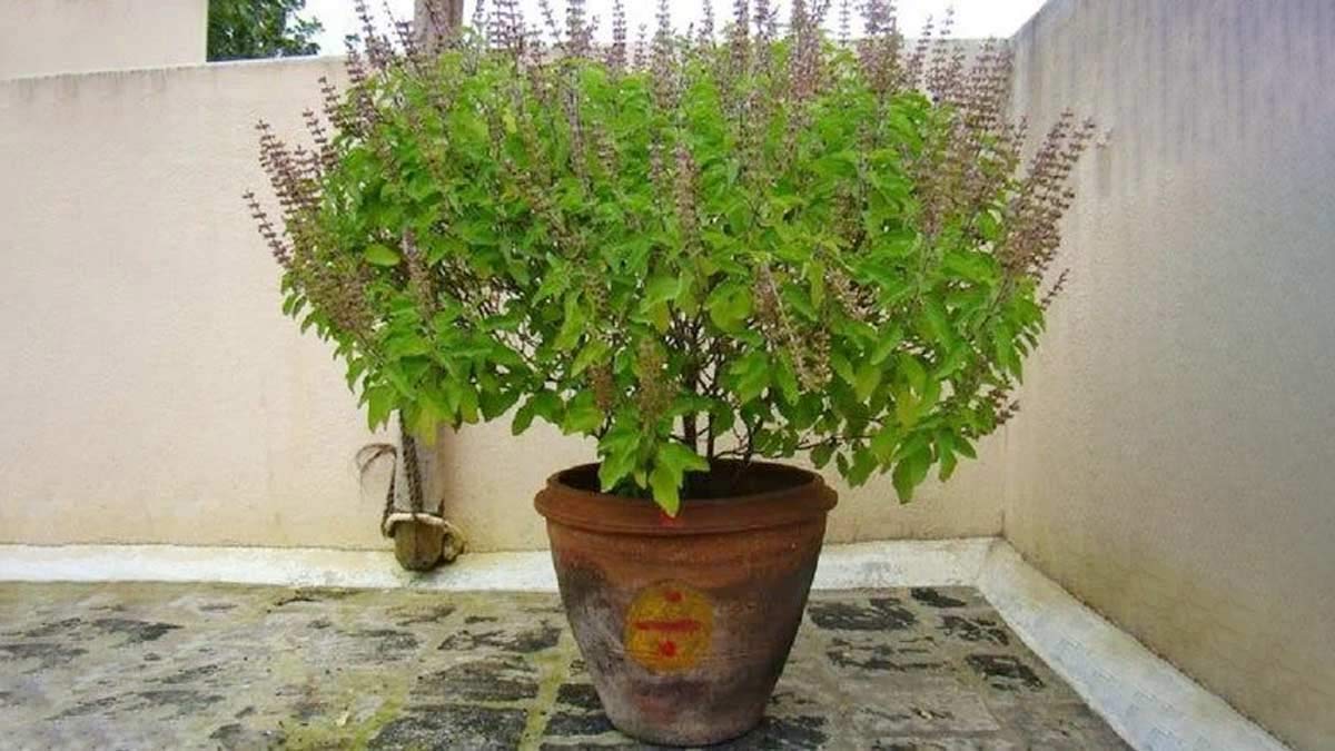 tulsi plant astrology