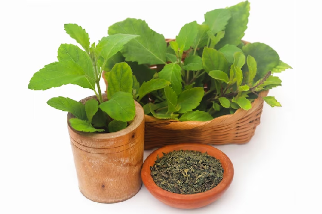 tulsi should not be offered to which god