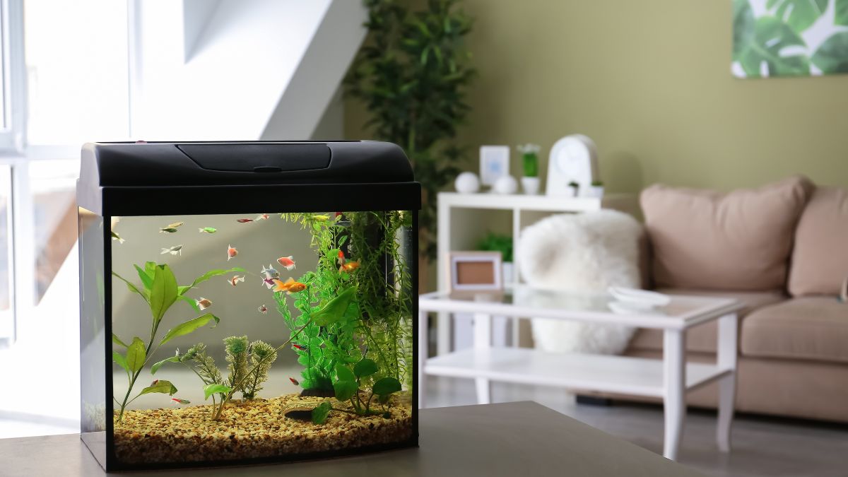 vastu-tips-for-aquarium-do-not-keep-it-in-this-direction-in-your-house