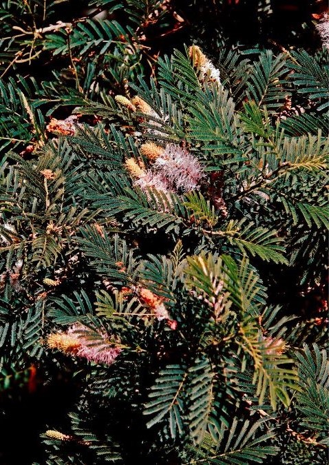 vastu for shami plant