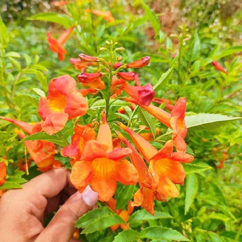 what is tecoma plant