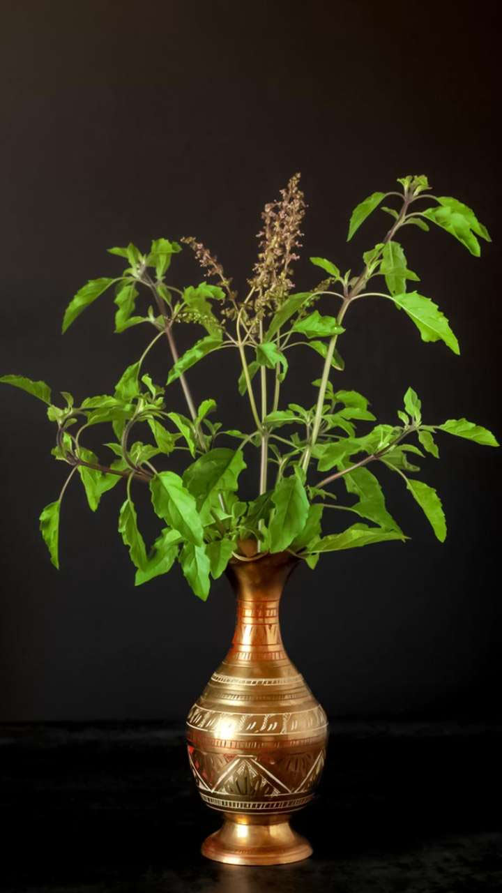when we should grow tulsi plant at home