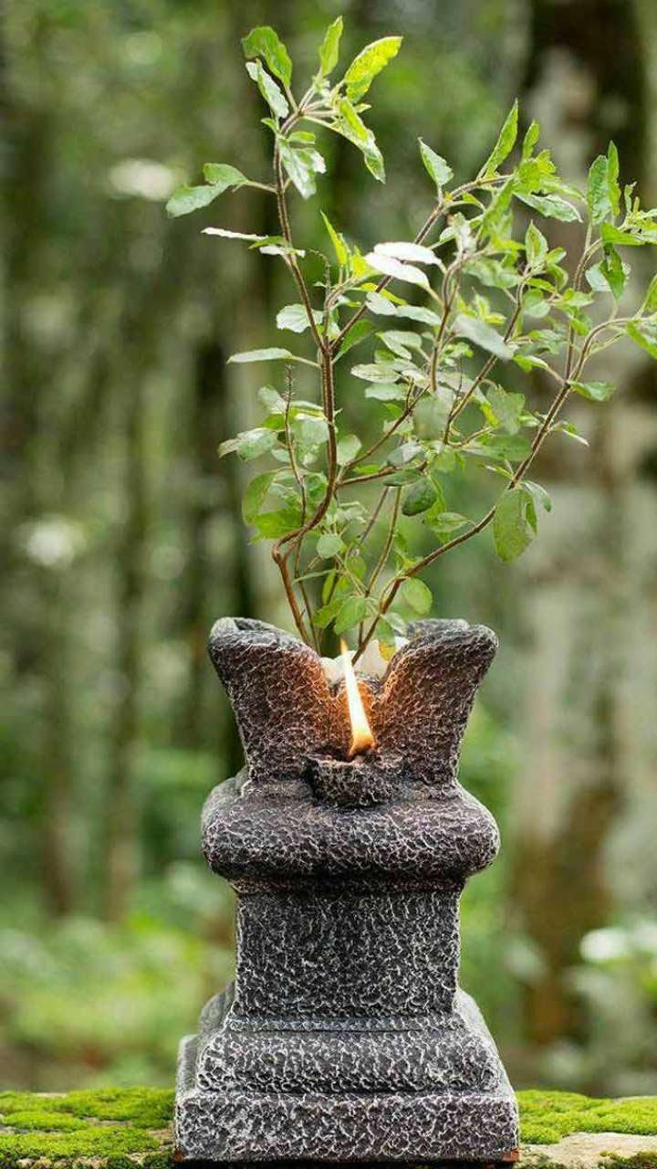 when we should grow tulsi plant