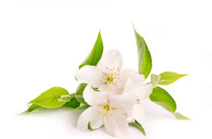 which flower maa laxmi don't like