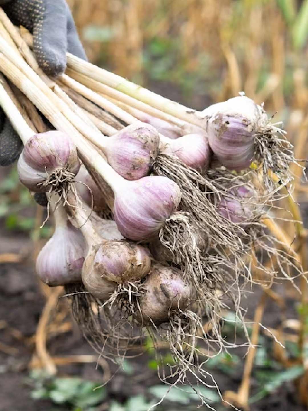 which plants keep rats away