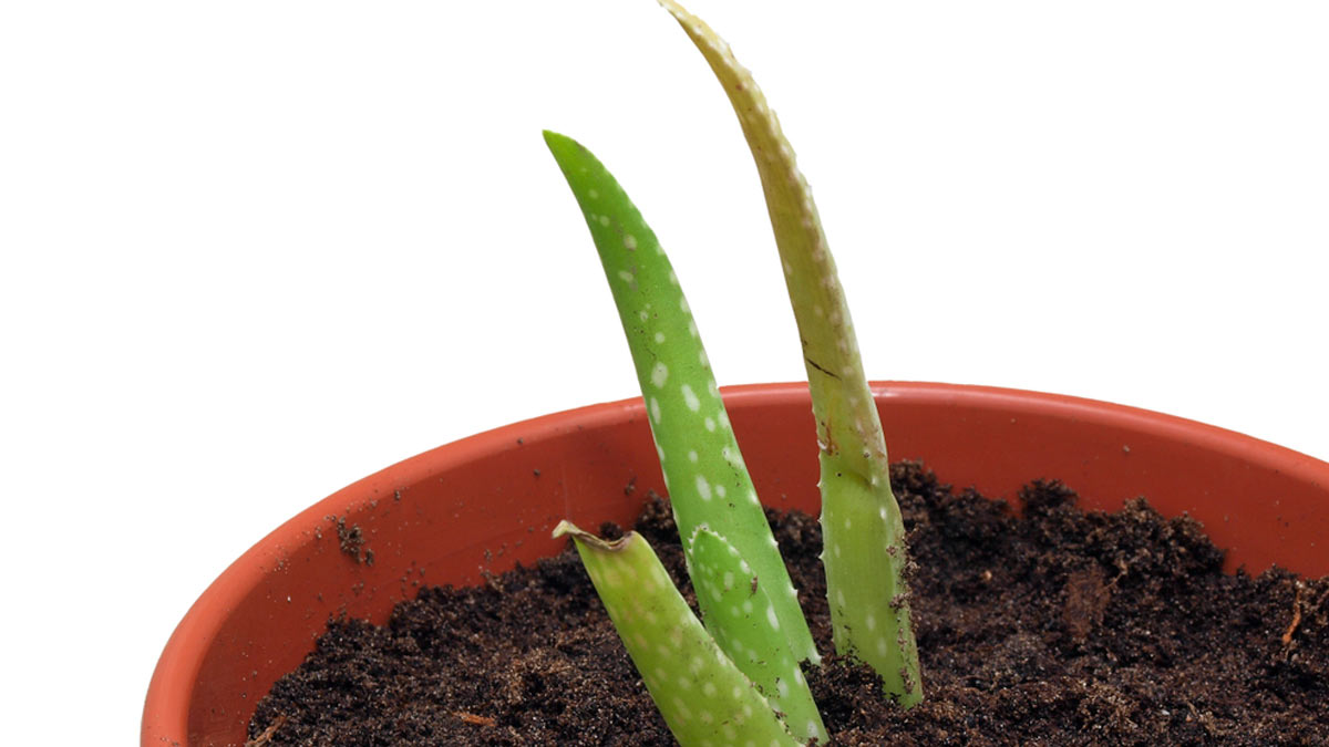 Aloe Vera Leaves Growing Tips एलोवेरा का पौधा नहीं बढ़ रहा है तो हो