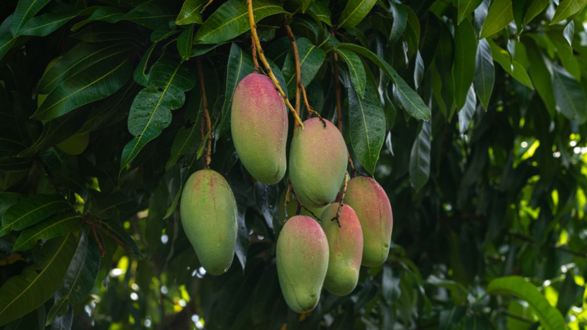 why you should offer water to mango tree as per expert