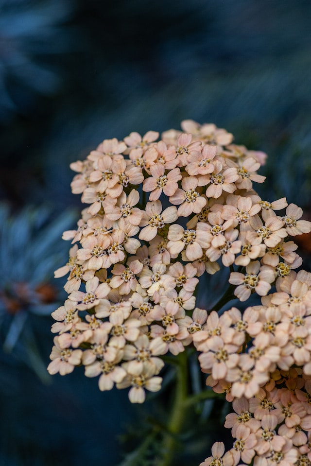 Achillea