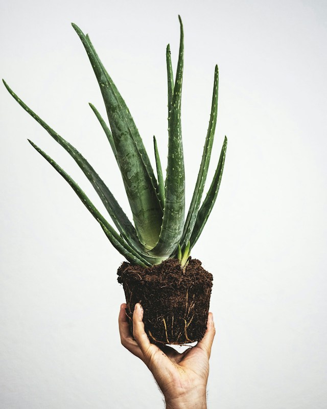 Aloe Vera Plant room