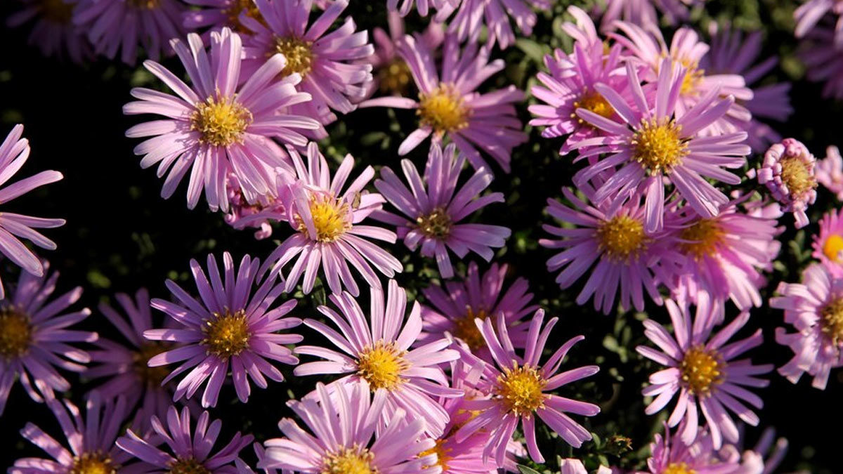 Apply A Winter Protectant