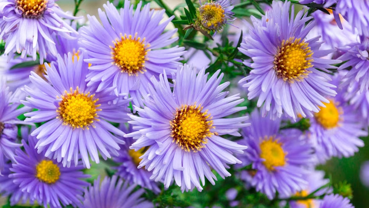 Aster Flower Sunlight