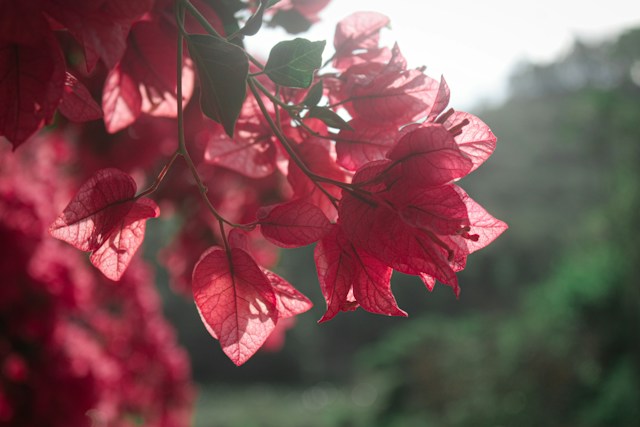 Bougainvillaea Plant