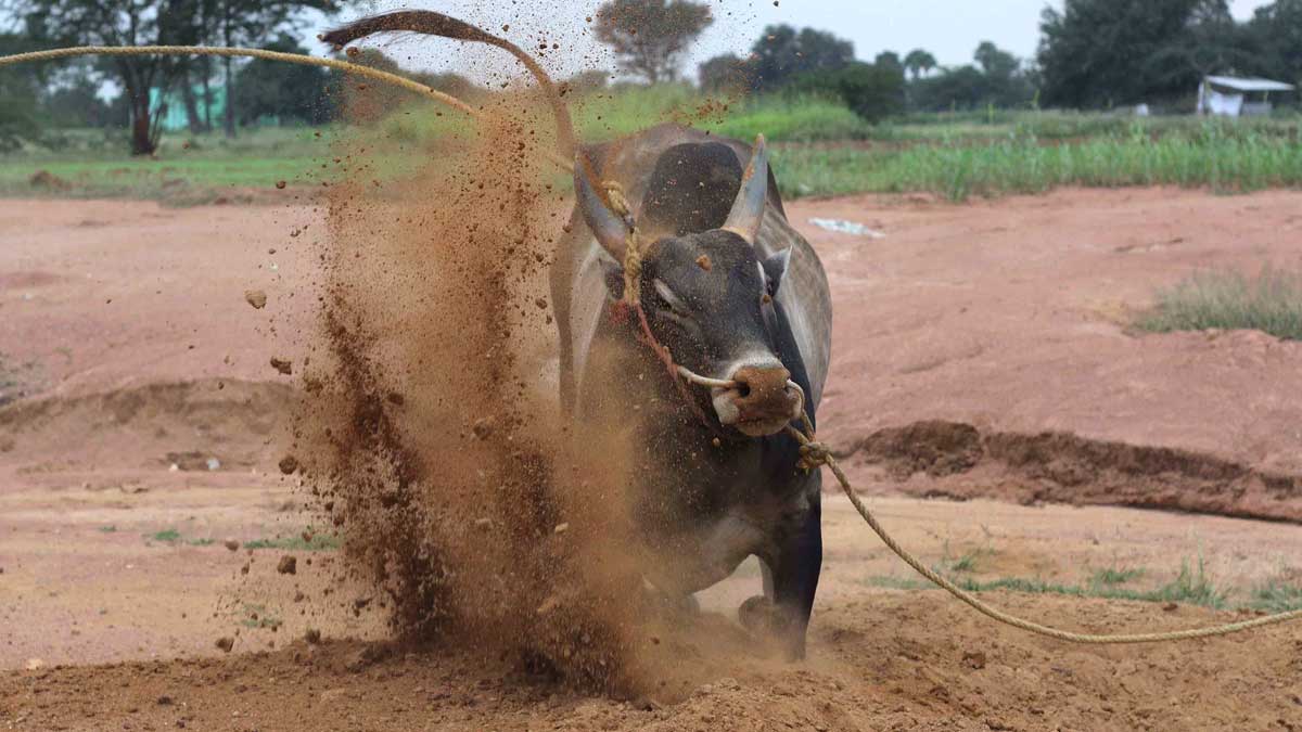 ஜல்லிக்கட்டு போட்டிக்கு முழு வீச்சில் தயாராகும் காளைகள் | bull training ...