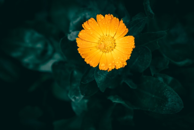 Calendula Plant